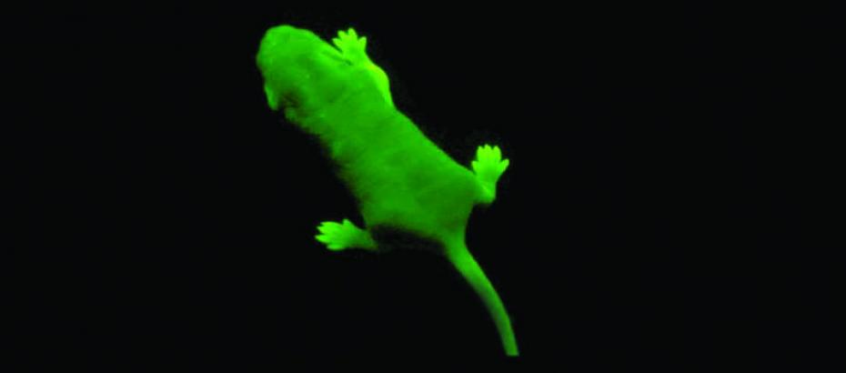 GFP transgenic mouse