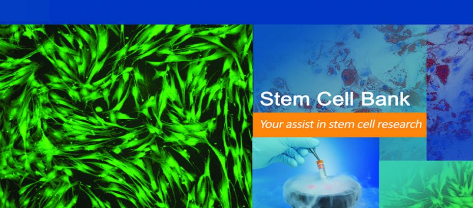 Mouse (C57BL/6) Adipose-Derived Mesenchymal Stem Cells